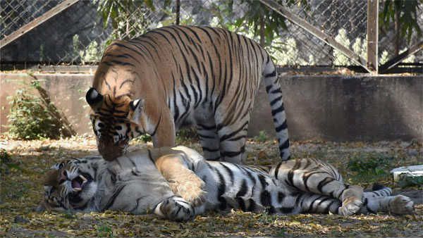 దేశంలో పులులు పెరుగుతున్నందుకు సంతోషపడలా...? ప్రజలపై దాడులు చేస్తున్నందుకు బాధపడలా...?