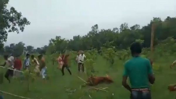 యూపీలో దారుణం.. దాడి చేస్తోందని పులిని కొట్టి చంపిన జనం..