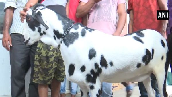 బక్రీద్: యూపీ సీఎం ఊరిలో సల్మాన్ ఖాన్ మేక, రూ. 8 లక్షలు, ఫుడ్ చిప్స్, కాఫీ, డ్రై ఫ్రూట్స్!