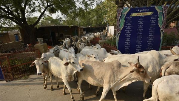 అసెంబ్లీలో గోవధ నిషేధం బిల్లును ప్రవేశపెడతాం: ప్రభుత్వం