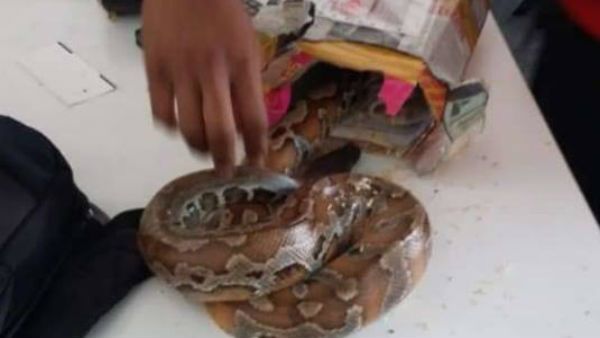 కొరియర్ బాక్స్‌లో అనుకొని అతిథి.. చూసి ఖంగుతిన్న వినియోగదారు... ఏముందో తెలుసా ...?