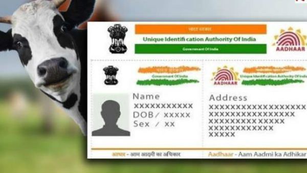 ఆధార్..ఇప్పుడు మనుషులకే కాదు, పశువులకు కూడా తప్పనిసరి