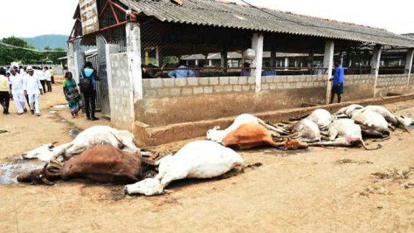 మూగజీవాల మరణ మృదంగం..! అదికార పార్టీకి శాపగ్రస్తం..!!