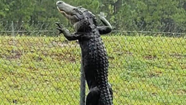 వామ్మో.. మిలిటరీ బేస్ ఇనుపకంచె ఎక్కిన మొసలి.. సోషల్ మీడియాలో హల్‌చల్