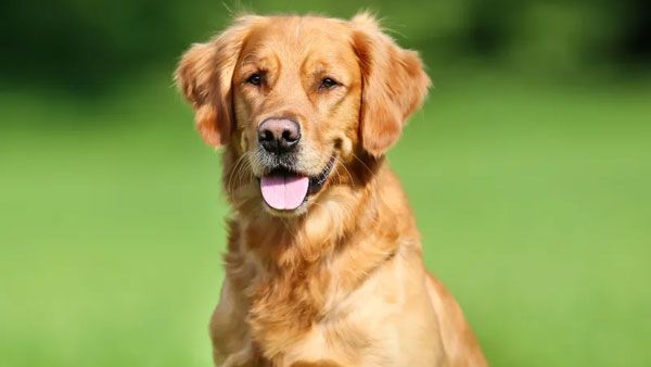 ఒంటరి తనం మనుషులకే కాదు పెంపుడు జంతువులకు కూడా తెలుసు..! యజమానిని తినేసిన కుక్క..!!