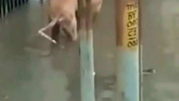 వామ్మో .. రోడ్లమీదికొచ్చిన మొసళ్లు.. ఎక్కడో తెలుసా..? (వీడియో)