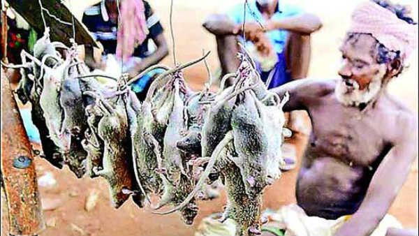 ఎలుకలు బాబోయ్.. అక్కడ భయపడటం లేదు.. కొనుక్కొంటున్నారు..!