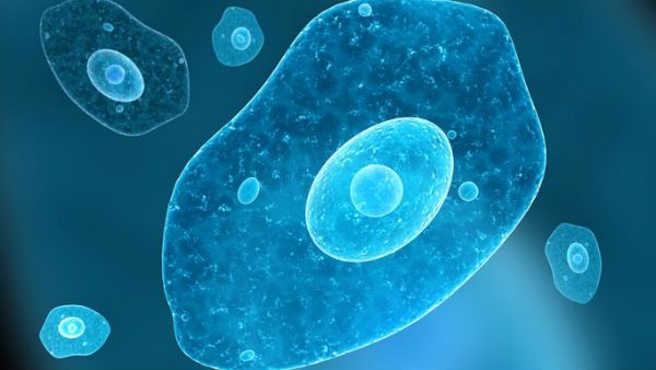 ఈతకు వెళుతున్నారా జాగ్రత్త: నీటిలో ప్రాణాలు తీసే అమీబా తిష్టవేసుకుని ఉంది