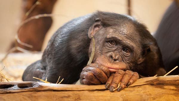 ఈడీ అటాచ్ : చింపాంజీలు, కోతులను కూడా వదిలి పెట్టలేదు!