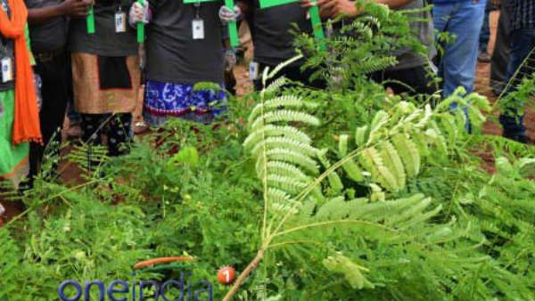 హరిత హారం మొక్కలు తిన్న పశువుల యజమానిపై జరిమానా...!