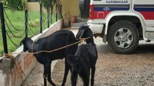 హరిత హరం మొక్కలు తిన్న మేకలను అరెస్ట్ చేసిన పోలీసులు..!