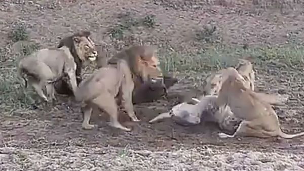 సింహాల రొట్టె కథ...! వేటాడిన దున్నను వదిలి కొట్టుకున్న సింహాలు...!