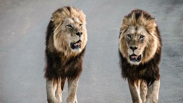 వీడియో వైరల్: నివాస ప్రాంతాల్లో దర్జాగా సంచరించిన సింహాల గుంపు..భయాందోళనలో ప్రజలు