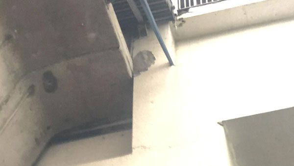 నష్టపరిహారం ఇవ్వం...! ఇన్స్యూరెన్స్ డబ్బులు మాత్రమే ఇస్తాం : మెట్రో అధికారులు