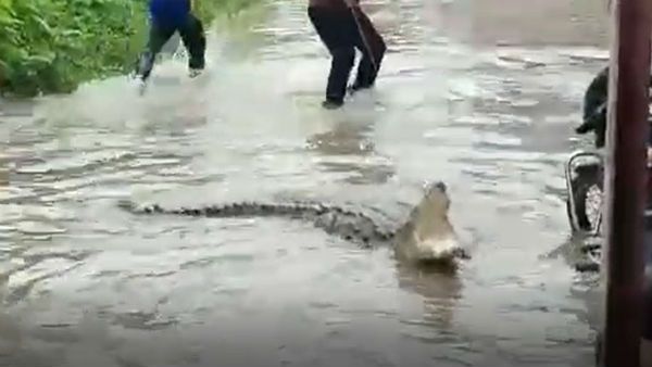 వీడియో: నంద్యాల వీధుల్లో మొసలి: కుందూనది వరద ప్రవాహం నుంచి వచ్చిన అనుకోని అతిథి!