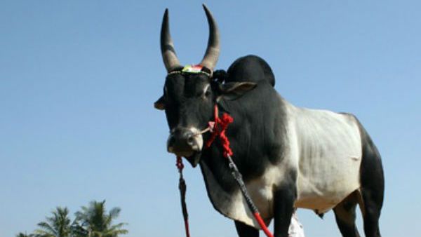 ఆ ఎద్దు పేడలో ‘బంగారం’: ఇంట్లో కట్టేసి పేడలో వెతికేస్తున్నారు, ఇక అదేపని!