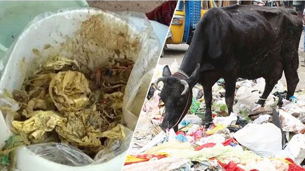 ఇంతకీ ఏముంది: కడుపునొప్పితో గోవు...సర్జరీ చేసిన వైద్యులు అవాక్కయ్యారు