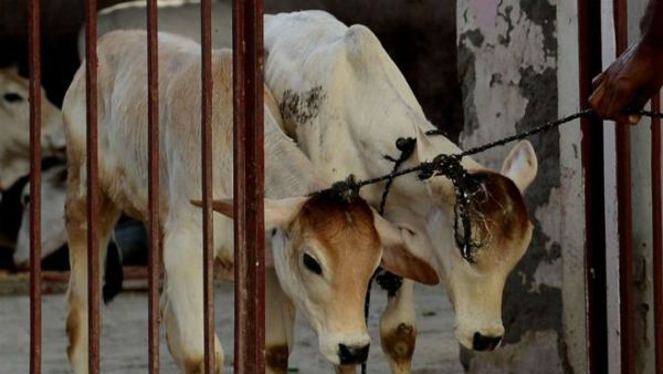 రుజువుల్లేవు: గోవధ కేసులో ఒకే జిల్లాలోని 53 మందిని నిర్దోషులుగా తేల్చిన కోర్టు