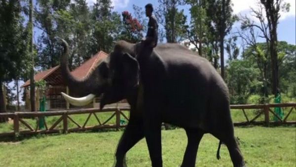 వీడియో వైరల్: ఉత్సవాల్లో అలసిపోయిన గజరాజులు ఏం చేస్తున్నాయో చూడండి..!