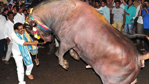 వృషభోత్సవం.. హైదరాబాద్‌లో ఘనంగా సదర్ వేడుకలు