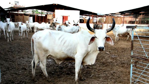 నాన్ వెజ్ కౌస్ : ముక్క పెడితేనే తింటామంటున్న గోవా గోవులు