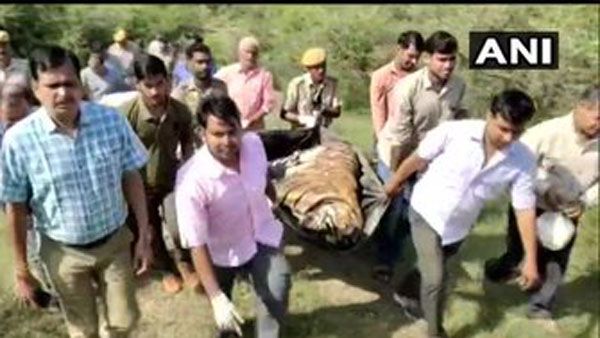 పెద్ద పులుల మధ్య పోట్లాట: వీరూ దుర్మరణం: కళేబరానికి అంత్యక్రియలు..శాస్త్రోక్తంగా!