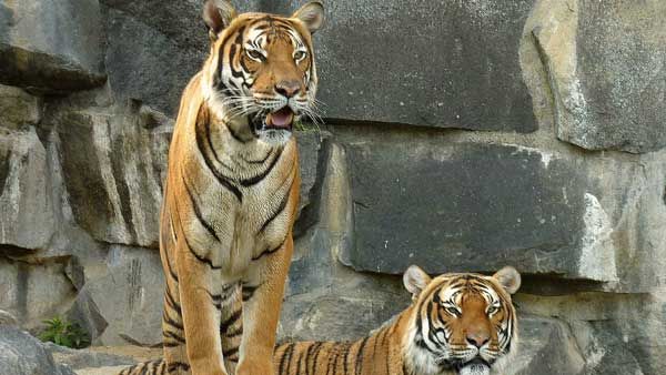 వీడియో వైరల్ : ఒక ఆడ పులి..రెండు మగపులులు..ఒక ఫైట్ సీన్..ఇదీ స్టోరీ!