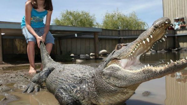 శభాష్ : మొసలి బారినుండి చెల్లెను కాపాడిన 15 ఏళ్ల బాలుడు