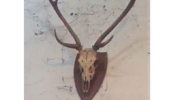 అడ్డంగా దొరికాడు: హార్స్ ట్రైనర్‌ ఆస్తులను అటాచ్ చేసిన ఈడీ..కథ చాలాఉంది