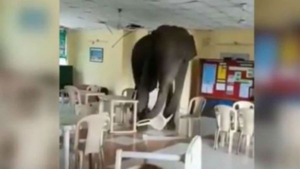 వీడియో వైరల్: ఆర్మీ క్యాంటీన్‌లో అనుకోని అతిథి.. గజగజ వణికిన సిబ్బంది