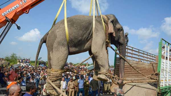 ఐదుగురుని చంపిన ఆ ‘ఒసామా బిన్ లాడెన్’ మృతి చెందింది: బంధించడమే కారణమా?