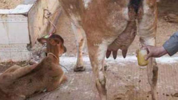 గోమూత్రంలో రసాయనిక పదార్దాలు.. ఎలాంటి వ్యాధులు నివారించవచ్చో తెలుసా?