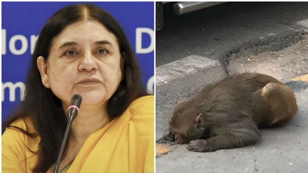 ఎంత గొప్ప మనసమ్మ నీది: కోతి కోసం కారు పంపిన మేనకా గాంధీ