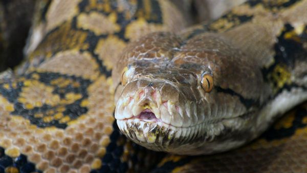 ఆ ఇళ్లు ఒక పాముల పుట్ట: మెడకు చుట్టేసిన కొండ చిలువ..మహిళ మృతి