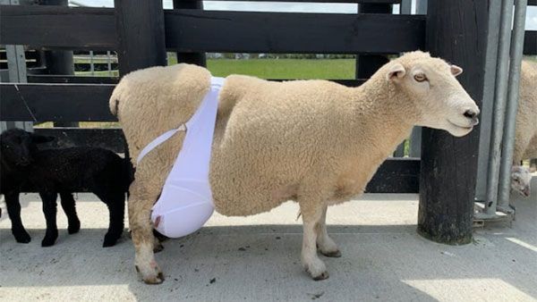 బ్రా ధరించిన గొర్రె ఫోటో వైరల్..అసలు కారణం ఏంటో తెలుసా? నెటిజెన్ల ప్రశంసలు