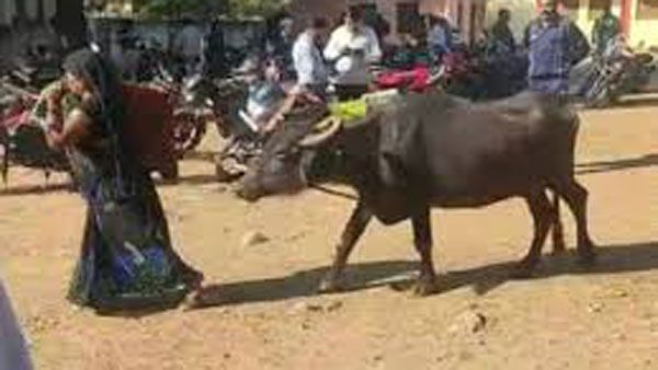 లంచం అడిగిన తహసీల్దారు.. ఏకంగా గేదెనే తీసుకొచ్చిన మహిళ