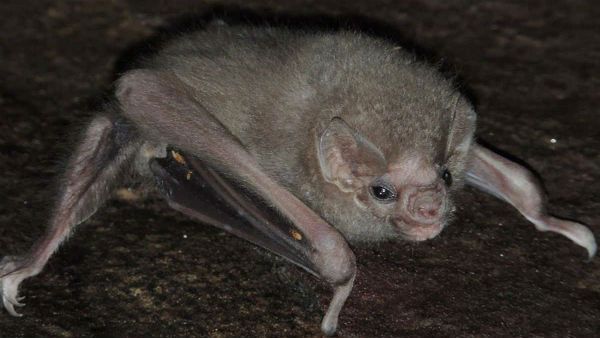 Coronavirus:చాలా ప్రాణాంతక వైరస్‌లకు కారణం గబ్బిలాలే..! తప్పక చదవండి