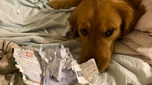 Coronavirus: ప్రమాదకర వైరస్‌ నుంచి యువతిని కాపాడిన శునకం.. ఏం చేసిందంటే..