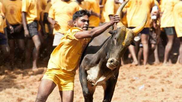 జోరుగా జల్లికట్టు పోటీలు.. బరిలో 2వేల ఎద్దులు.. మధురైలో భారీ సెక్యూరిటీ