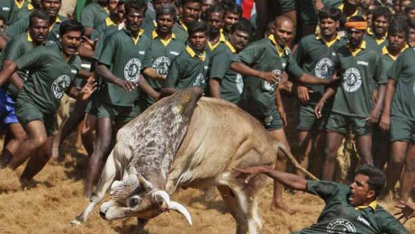 లెట్స్ డూ కుమ్ముడు: దూలతీర్చిన ఎద్దులు.. పరుగెత్తించి మరీ పొడిచిపారేశాయి.. రక్తసిక్తంగా జల్లికట్టు