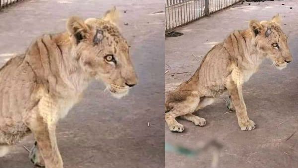 ఫోటోస్ వైరల్ : ఆ రాజసం ఎక్కడ.. ఆహారం లేక తల్లడిల్లిపోతున్న సింహాలు,ఆదుకోవాలంటూ..!