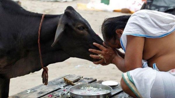 సంక్రాంతి వేడుకలు.. కనుమ రోజు పశువులను ఎందుకు పూజించాలంటే..