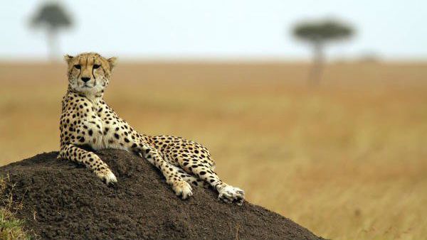 భారత్‌‌లో ఆఫ్రికన్ జాతి చిరుతపులులకు సుప్రీం లైన్ క్లియర్.. అక్కడ వదలాలని ఆదేశం