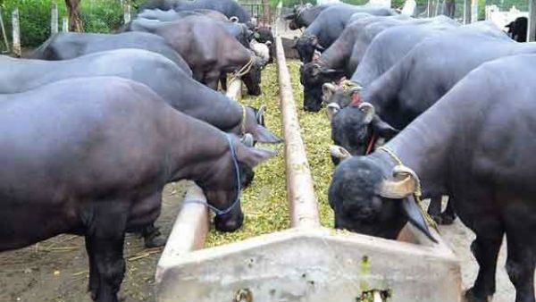 పశువులకు ఆధార్ తరహా గుర్తింపు ఇవ్వాలని నిర్ణయించిన ఏపీ సర్కార్ .. ఎందుకంటే