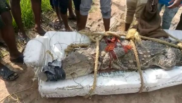 బాబోయ్... చేపల కోసం వల విసిరితే ఏం చిక్కుకుందో ఓ సారి చూడండి..!