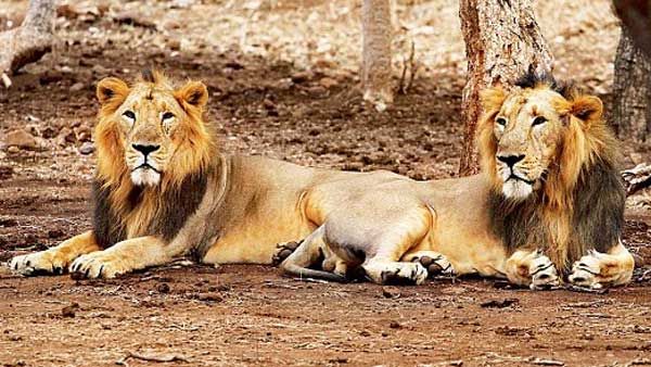 వీడియో వైరల్: బైకుపై ఇద్దరు..ఎదురుగా సింహం, ఏం జరిగిందో చూడండి