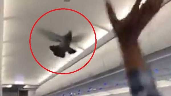 వీడియో వైరల్ : లోహ విహంగంలో శాంతి కపోతం...విమానంలో హల్చల్ చేసిన ప్రత్యేక అతిథి