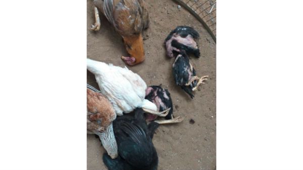 కోనసీమలో కొత్త వైరస్ .. జంతువులను కబళిస్తున్న లంపీ స్కిన్.. చికెన్, మటన్ ముట్టని స్థానికులు