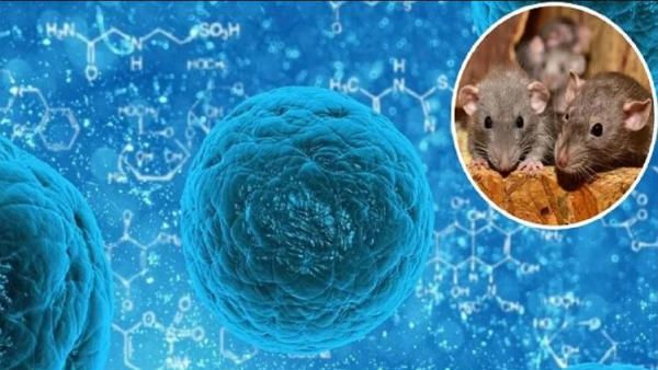 hantavirus: ఎలుకల ద్వారా వ్యాప్తి.. కరోనా కన్నా డేంజరస్ హంటా.. మరణశయ్యపై 32 మంది..