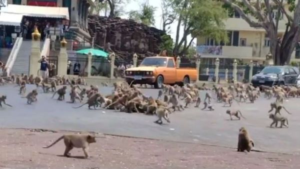 కరోనా ఎఫెక్ట్ : మంకీ వార్.. ఒక్క అరటిపండు కోసం కొట్టుకున్న వందల కోతులు..